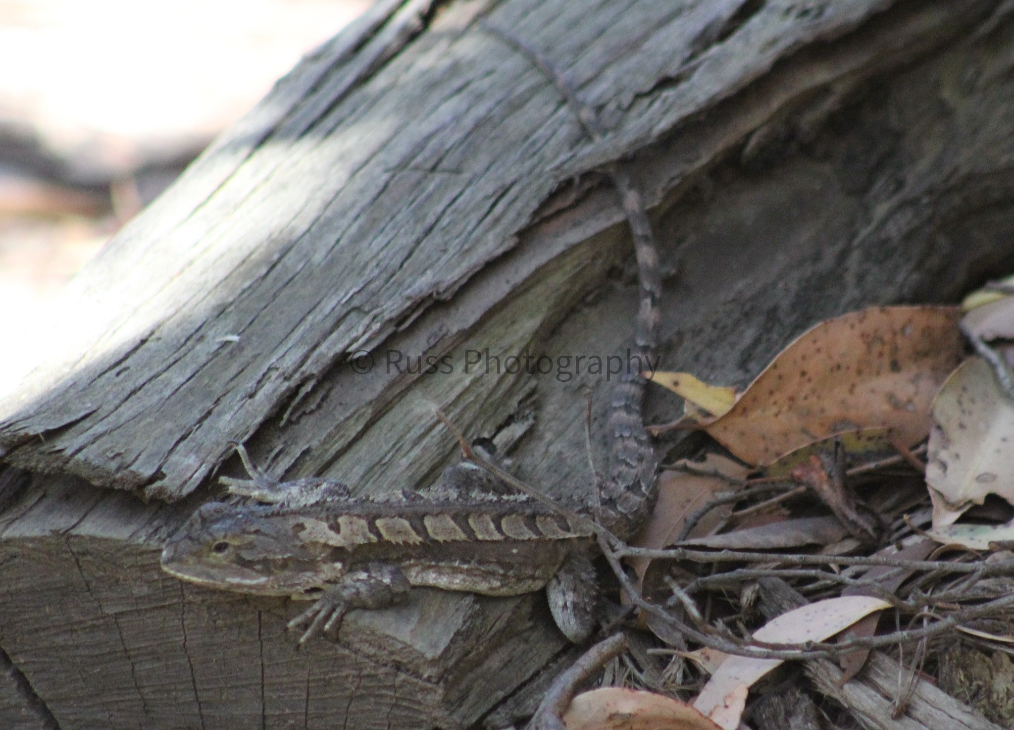 Amphibolurus muricatus