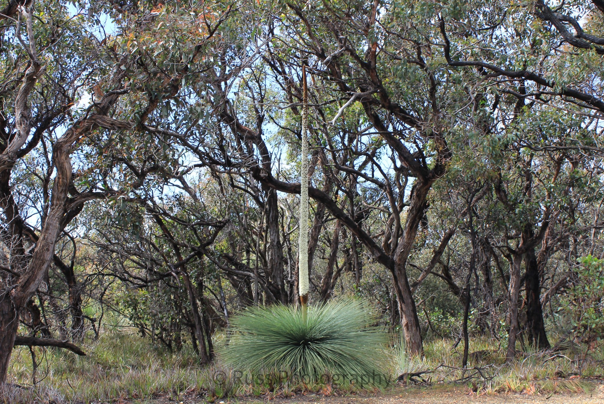 Xanthorrhoea australis,